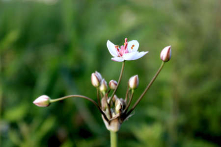 White flower in a meadowの写真素材