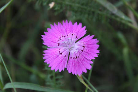 Pink flower in a meadowの写真素材