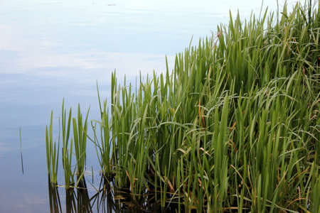 Water plants on the bank of a riverの写真素材