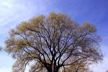 Park tree in the sunny autumn morningの写真素材