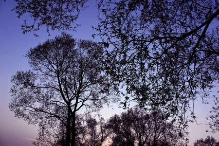 Park trees in the sunny summer eveningの写真素材