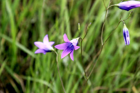 Pink flowers in a meadowの写真素材