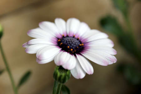 White and purple flowerの写真素材