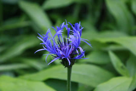 Blue flowerの写真素材