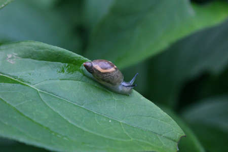 Snail on the leafの写真素材