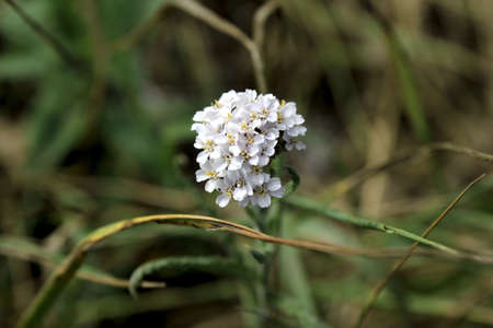 White flowersの写真素材