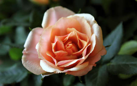 Rose flower in the gardenの写真素材