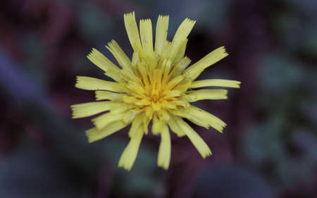 Yellow flower in a meadowの写真素材