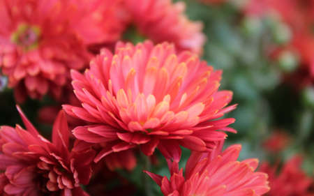 Red flowers in the gardenの写真素材