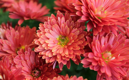 Red flowers in the gardenの写真素材