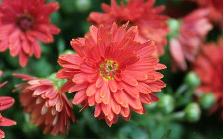 Red flowers in the gardenの写真素材