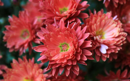 Red flowers in the gardenの写真素材