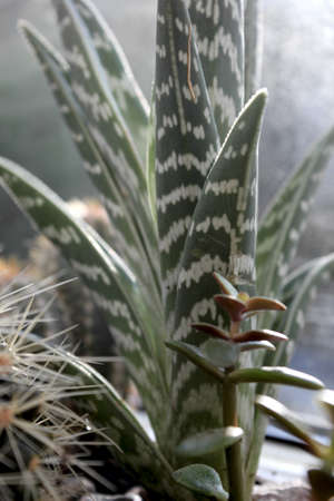 Aloe and Cactus Plantsの写真素材