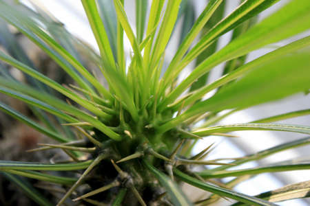 Cactus Palm Plant Pachypodium Lamerei Madagascarの写真素材
