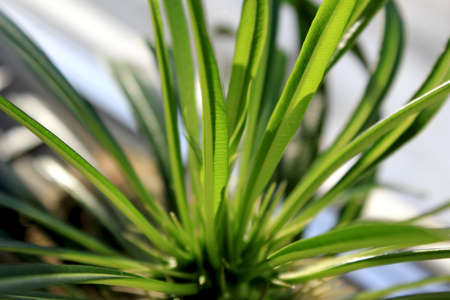 Cactus Palm Plant Pachypodium Lamerei Madagascarの写真素材