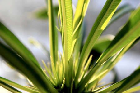 Cactus Palm Plant Pachypodium Lamerei Madagascarの写真素材