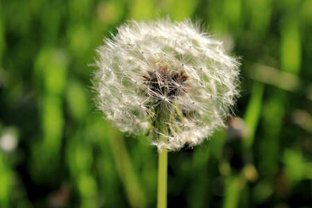 Dandelion In A Meadowの写真素材