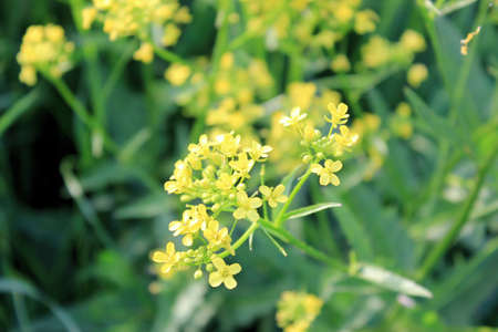 Yellow Flowers In A Meadowの写真素材