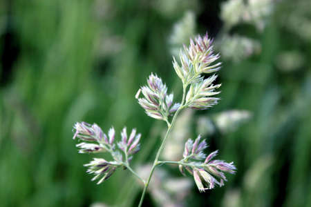 Spikelets In The Sunlightの写真素材