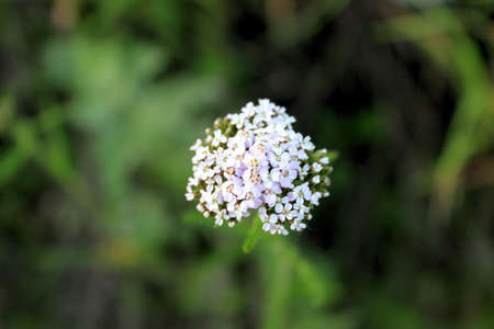 Pink and White Flowersの写真素材