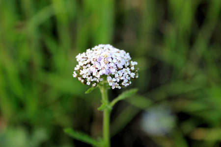 Pink and White Flowersの写真素材