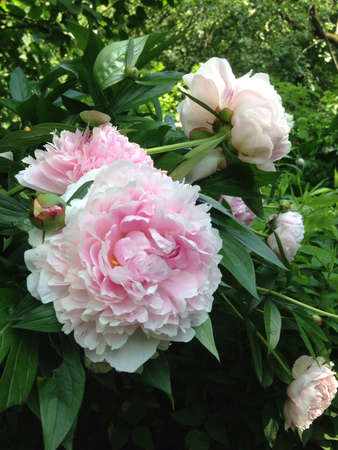 Peony Flowers in the garden in summertime blossomの素材