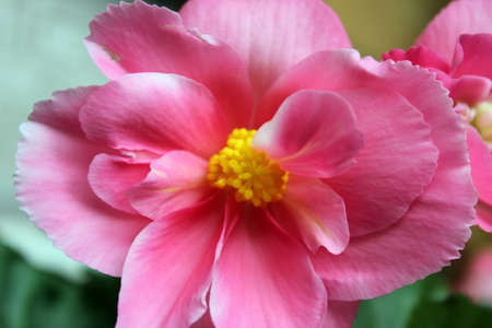 Red Begonia Flowers in the Gardenの写真素材