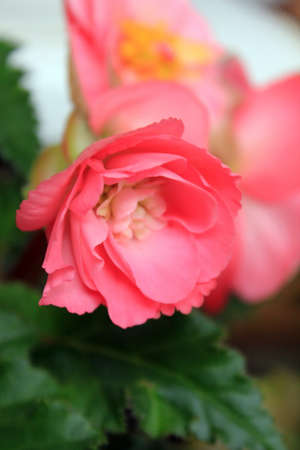 Red Begonia Flowers in the Gardenの写真素材