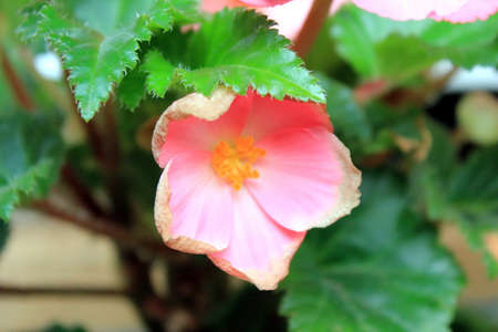 Red Begonia Flowers in the Gardenの写真素材