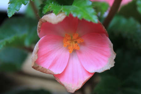 Red Begonia Flowers in the Gardenの写真素材