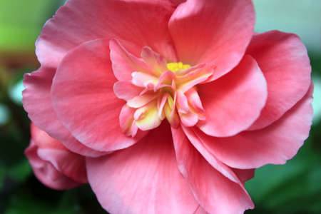 Red Begonia Flowers in the Gardenの写真素材