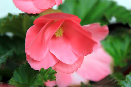 Red Begonia Flowers in the Gardenの写真素材