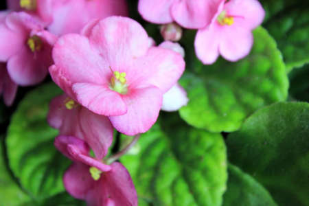 Pink Viola Flowersの写真素材
