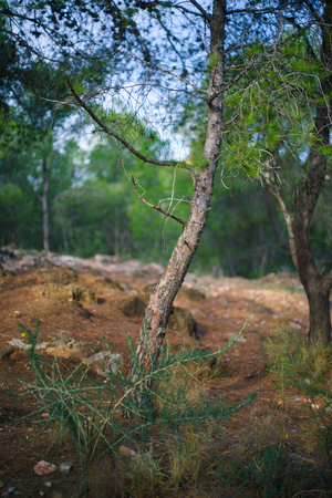 Scots pine in the forest of Fuensanta, Murciaの写真素材