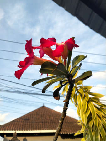 The red flower at gardenの写真素材