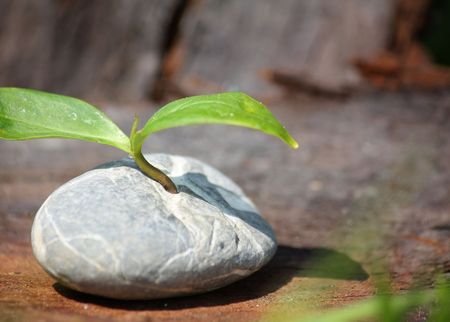 Plant germinates in stone - Symbolic for Outstanding etcの写真素材