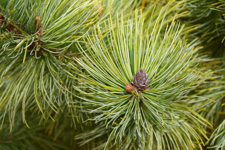 Pine cones on branches.の写真素材