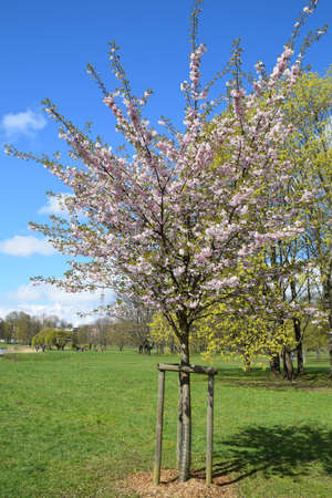 Sakura tree blooming on a sunny spring day.の写真素材