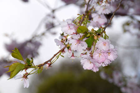 The melting of snow on blooming Sakura trees.の写真素材