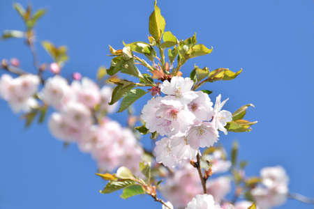 Sakura trees blooming on a sunny spring day.の写真素材
