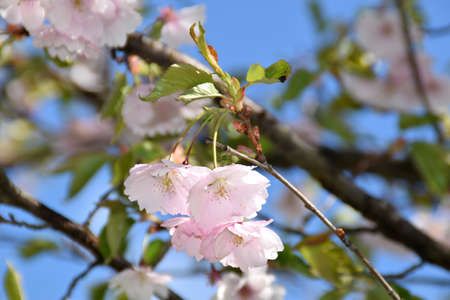 Sakura trees blooming on a sunny spring day.の写真素材