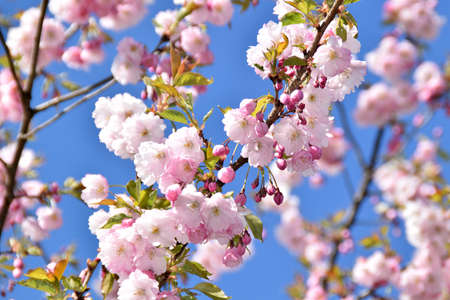 Sakura trees blooming on a sunny spring day.の写真素材