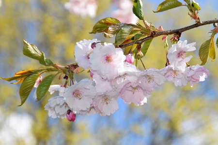 The melting of snow on blooming Sakura trees.の写真素材