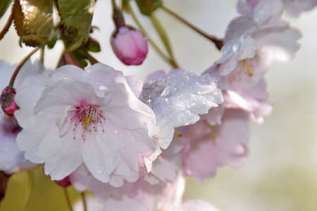 The melting of snow on blooming Sakura trees.の写真素材
