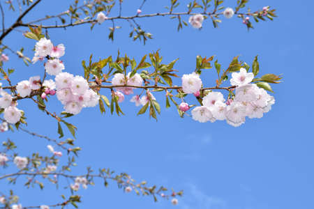 Sakura trees blooming on a sunny spring day.の写真素材