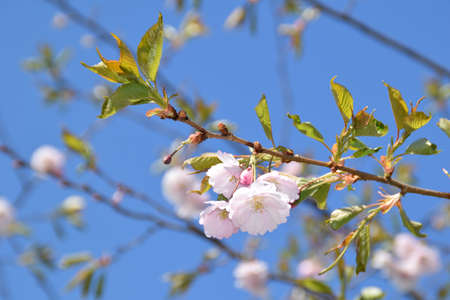 Sakura trees blooming on a sunny spring day.の写真素材