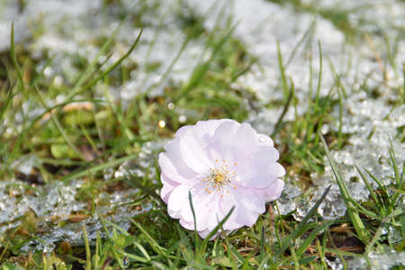The bloom of a sakura tree on a snowy ground.の写真素材