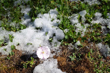 The bloom of a sakura tree on a snowy ground.の写真素材