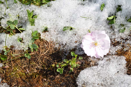 The bloom of a sakura tree on a snowy ground.の写真素材