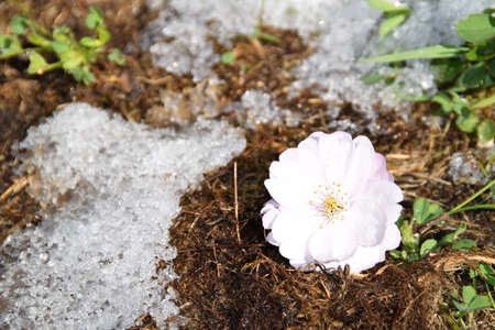 The bloom of a sakura tree on a snowy ground.の写真素材